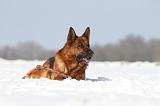 BERGER ALLEMAND 449